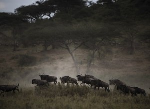 Gnus in Tansania